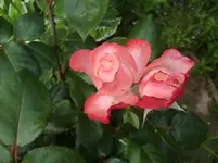 CIMG6379.webp