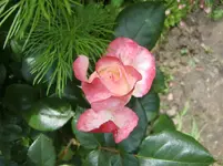 CIMG6086+-+Kopie.webp