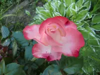 CIMG6319.webp