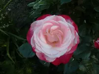 CIMG6314.webp