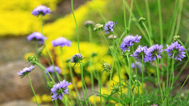 blaue Skabiose_1024.webp