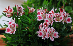 Inkalilie in voller Blüte_1024.webp