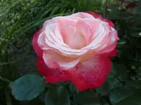 CIMG6315.webp