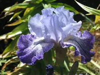 Iris 'Splashacata' 2013.webp