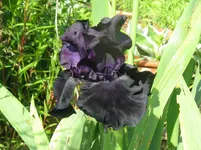 black tie affair_1067x800.webp