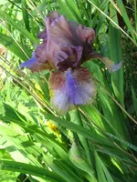 burnt toffee_600x800.webp