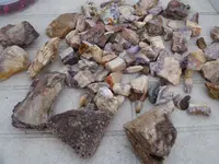 Pflanzen 094.webp