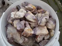 Pflanzen 097.webp