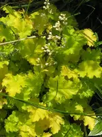 002_600x800.webp