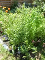 CIMG5665.webp