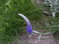 Blüte Ehrenpreis 18.6.2013.webp