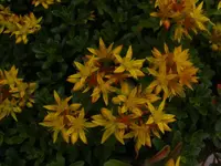 Blüte Gänsekresse 18.6.2013.webp