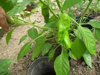 100_1011.webp
