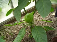 100_1012.webp