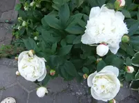 DSCF0072_14_1.webp