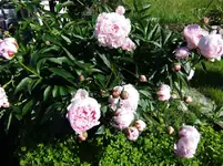 DSCF0078_21_1.webp
