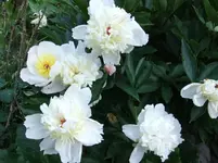 DSCF0089_33_1.webp