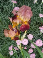 SAM_1237.webp