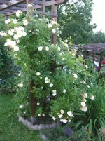 DSCF0077_r1_20_1.webp