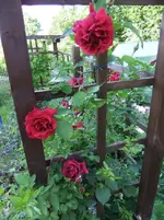 DSCF0080_23_1.webp