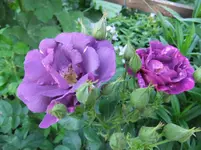 DSCF0083_27_1.webp
