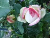 DSCF0085_29_1.webp