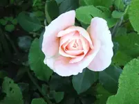 DSCF0087_31_1.webp