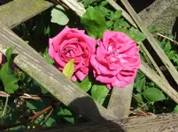 DSCF0091_35_1.webp