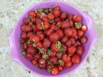 Erdbeeren-Ernte.JPG