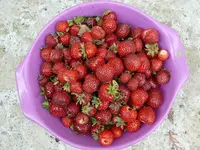 Erdbeeren-Ernte.webp
