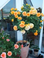 DSCF4720.webp