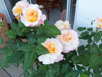 DSCF4724.webp