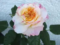 DSCF4725.webp