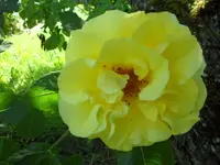 SAM_1139.webp