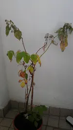 IMAG1021.webp
