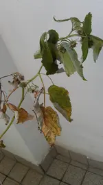 IMAG1022.webp