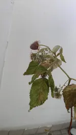 IMAG1023.webp