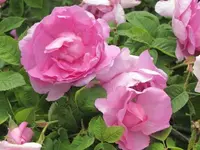 055.webp