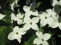 088.webp
