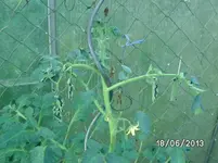 Hitzeschaden (3).webp