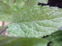 Dsci0684.webp
