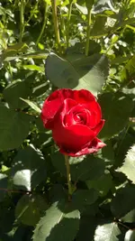 2013-06-16-1853.webp