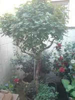 DSC00585.webp