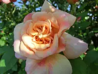 CIMG3580.webp