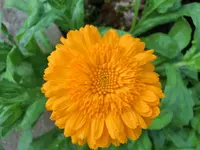 CIMG3583.webp