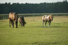 Pferd.webp