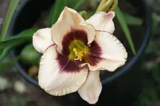 Agelless Beauty.webp