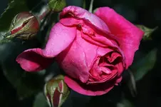 IMG_0510b.webp