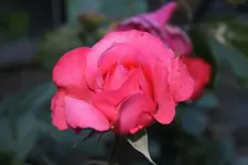 IMG_0513b.webp