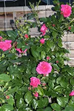 IMG_0508b.webp